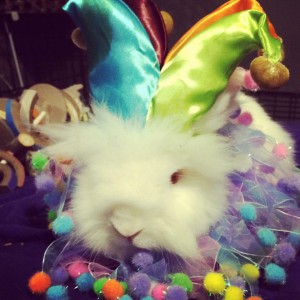 white rabbit in clown costume