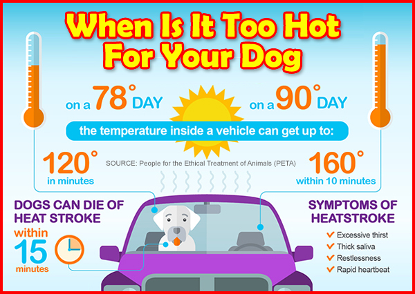 Infographic about when it is too hot for your dog